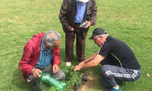 cultivando